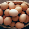 Egg Products